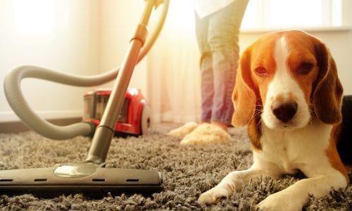 Best Pet Vacuum