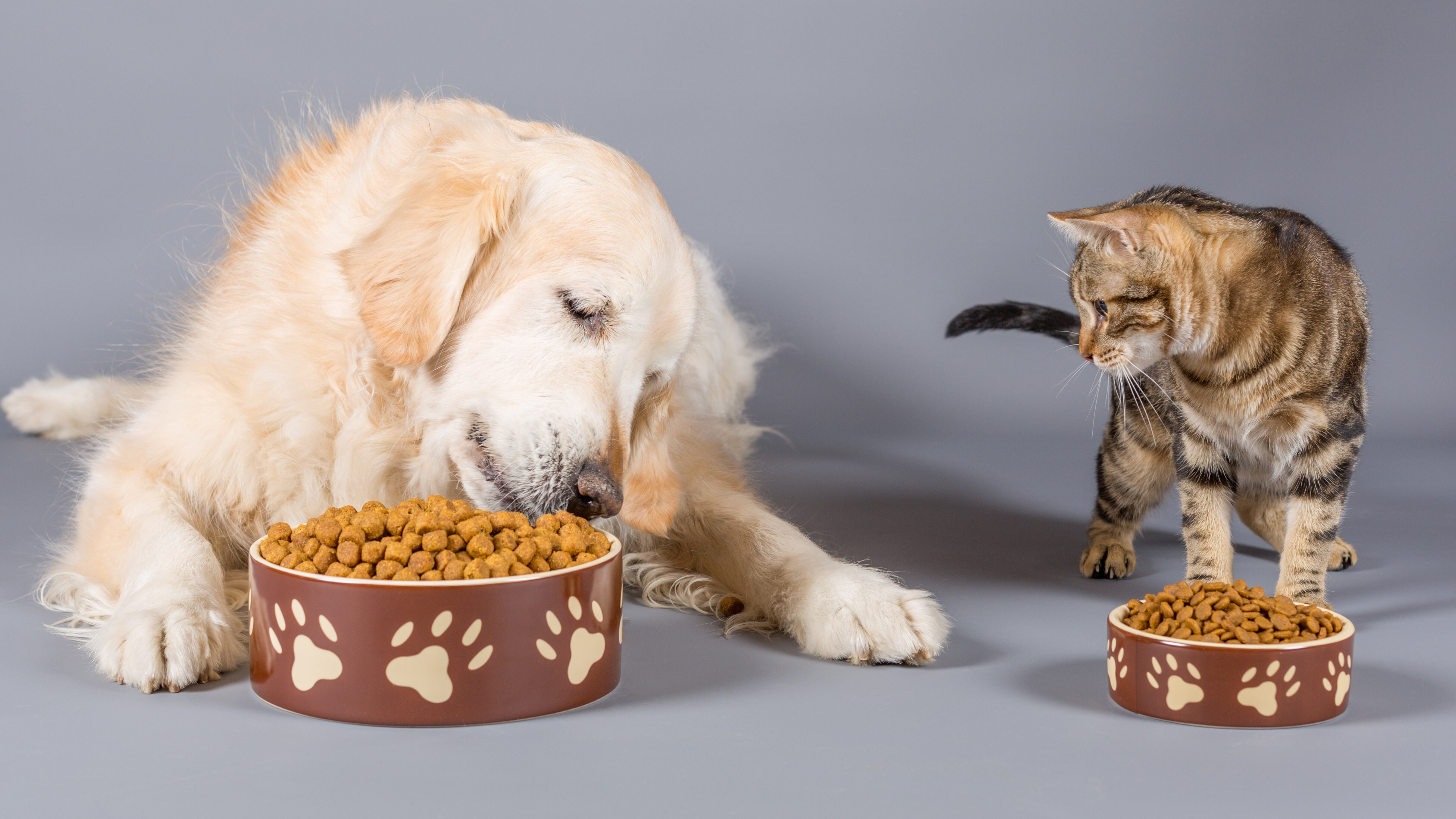 Dog and cat eating dry food in bowls