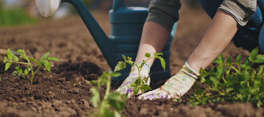 Best Gardening Glove