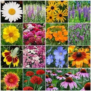 Eden Brothers Outdoor Perennial Wildflower Seeds