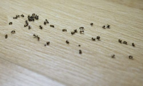 Best Indoor Ant Spray