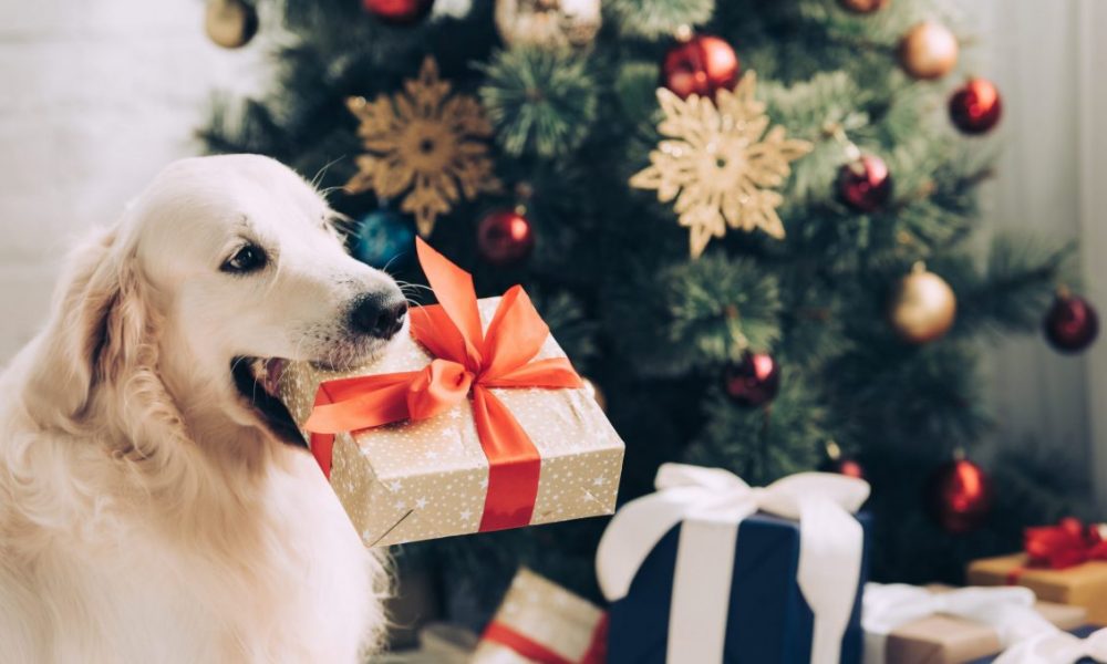 Dog holds present in mouth in front of Christmas tree