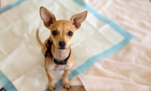 Best Incontinence Pads For Animals
