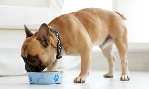 Dog eating food from a bowl