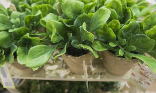 Best Outdoor Artificial Plants