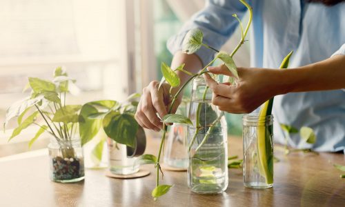 plant cuttings