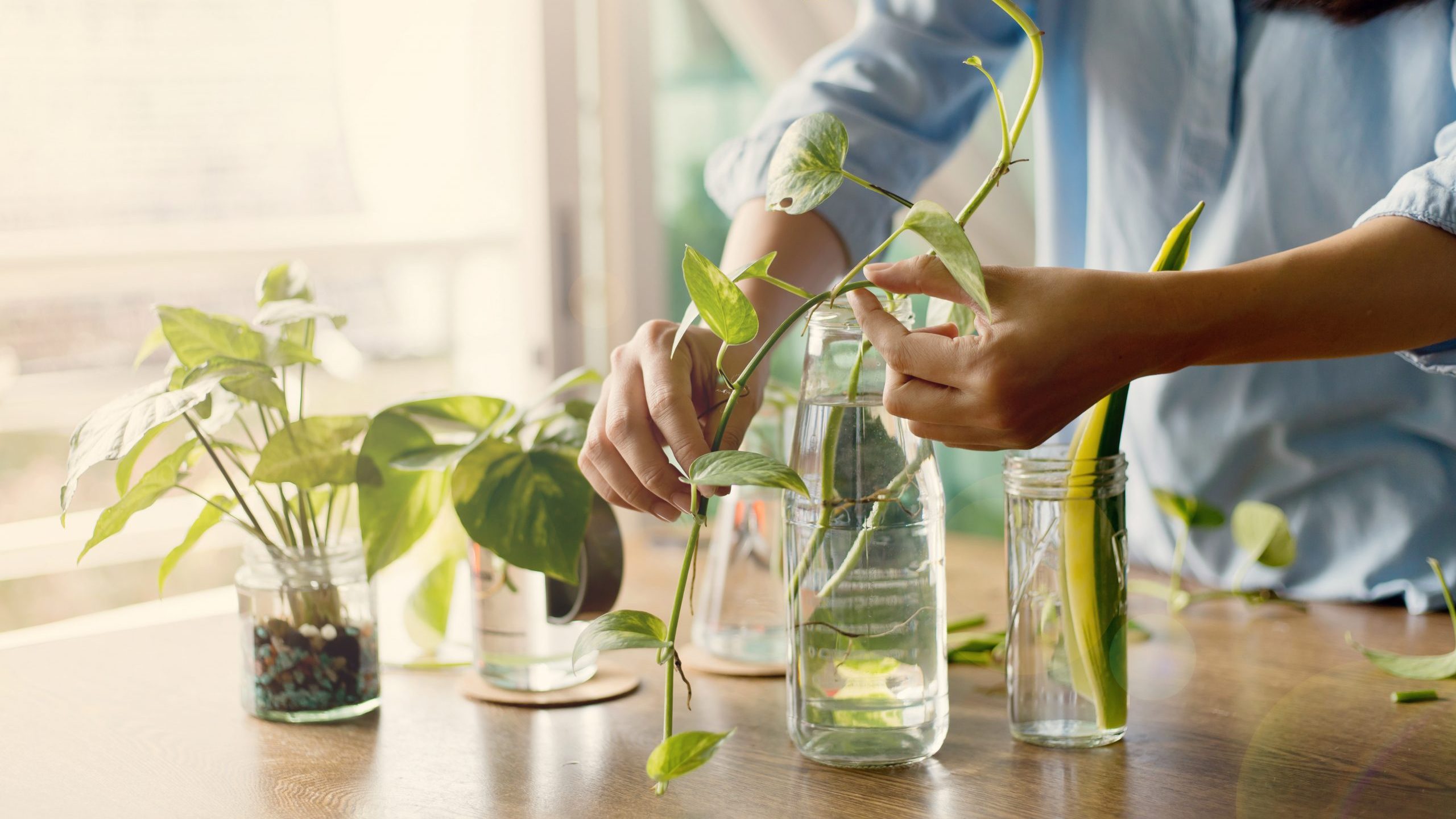 plant cuttings