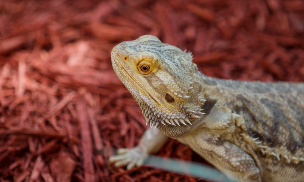 Bearded dragon