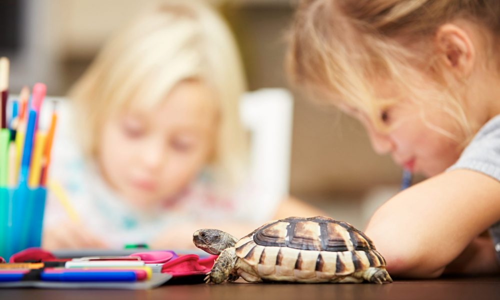 Classroom pet turtle near kids studying