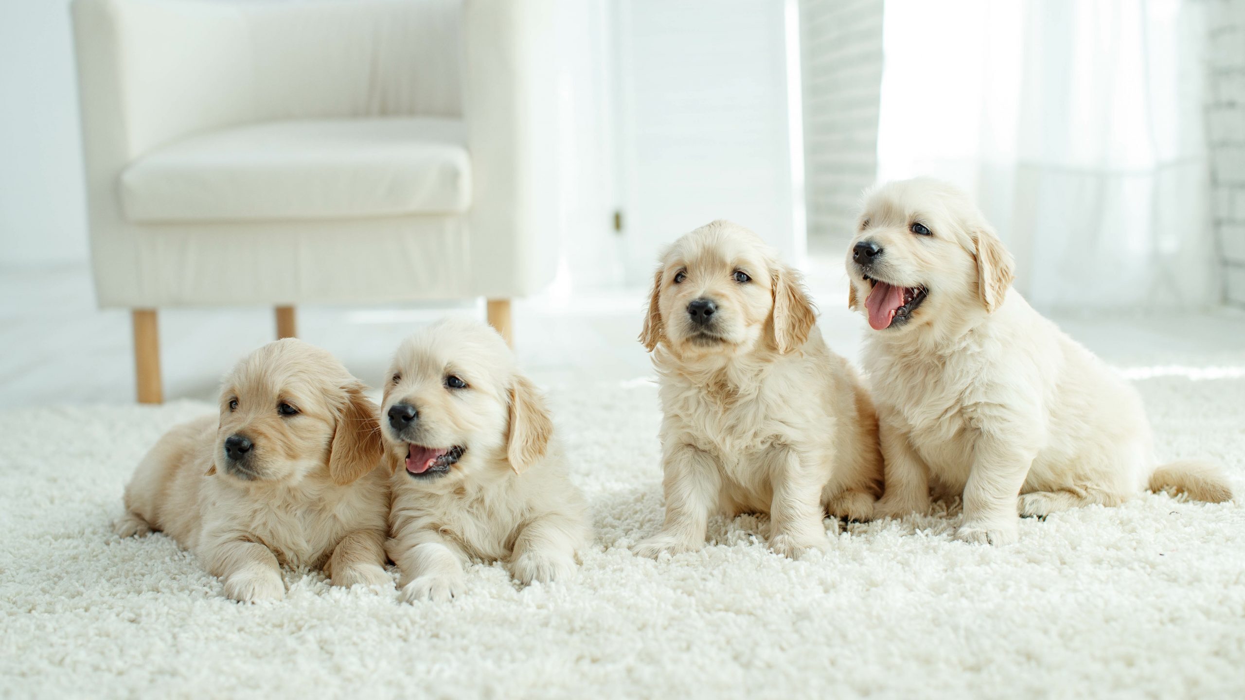 Puppies at home on the carpet