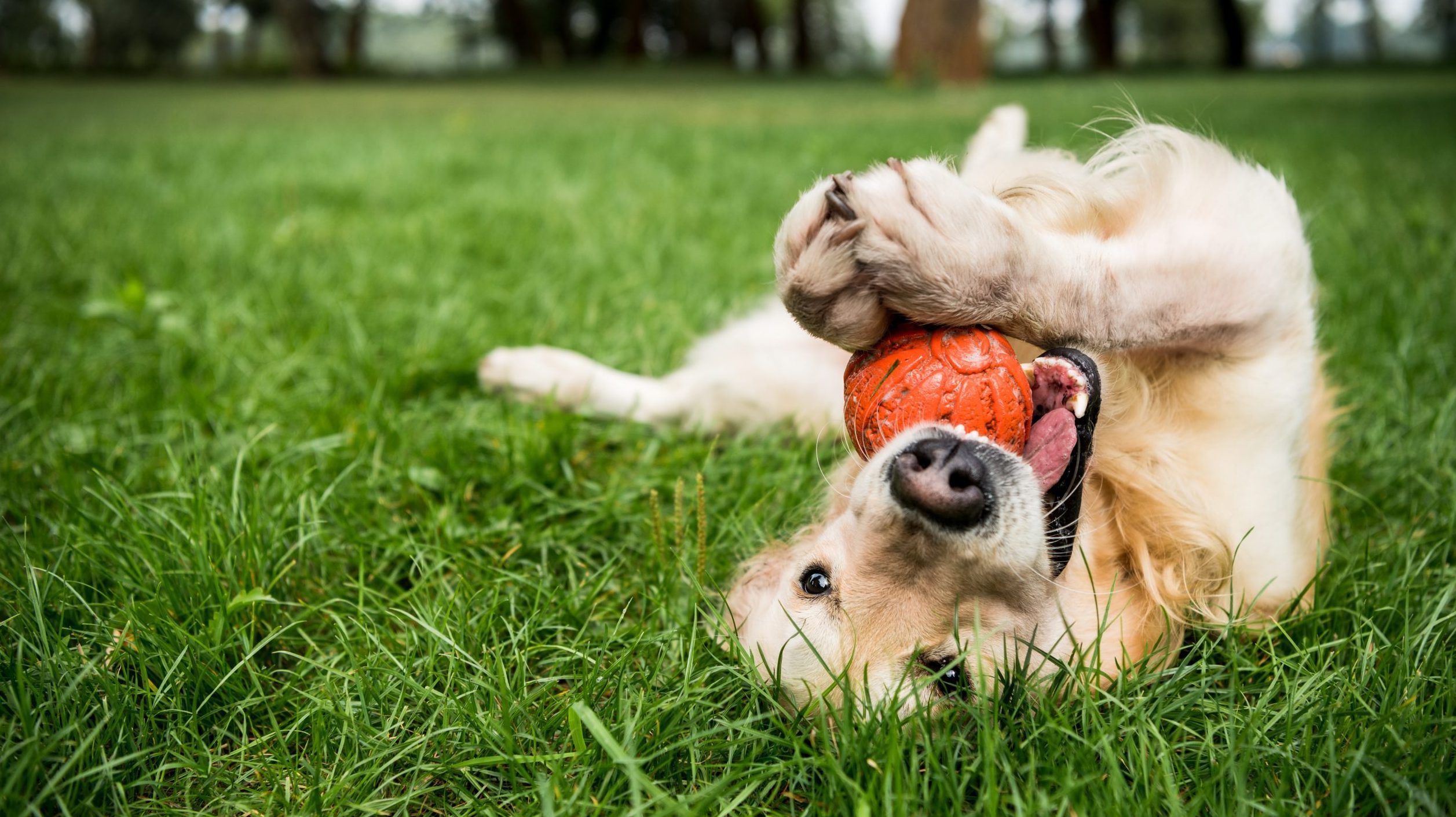 Cute dog plays with toy