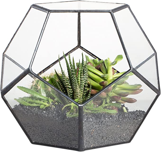 NCYP Pentagon Geometric Glass Tabletop Terrarium