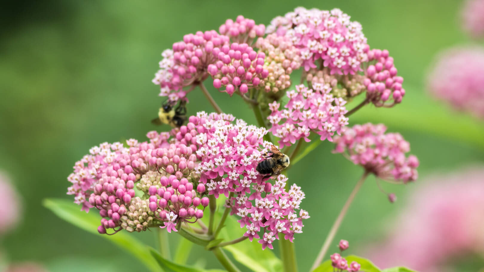 bees crawl on pink milkweed