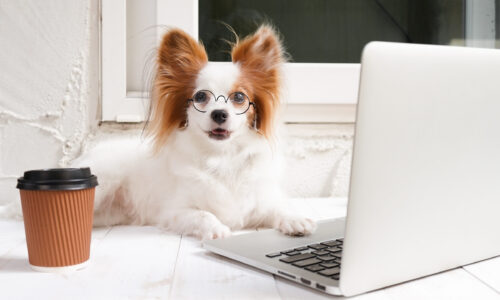 Cute dog works at laptop