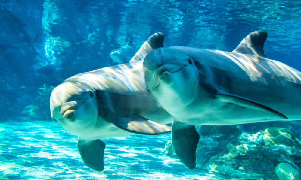 Dolphins at SeaWorld San Diego