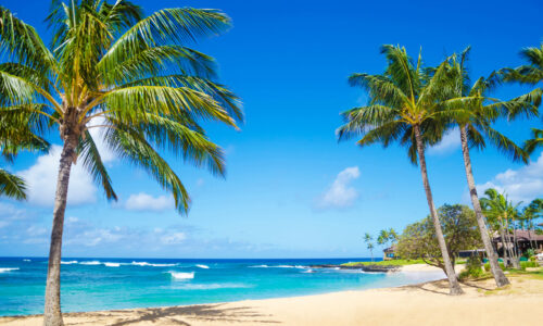 Hawaiian beach with palm trees