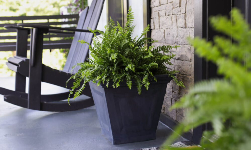 Boston ferns sitting on porch near front door way with rocking chair. Extreme selective focus with blurred foreground and background.